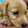 Cutie Dog